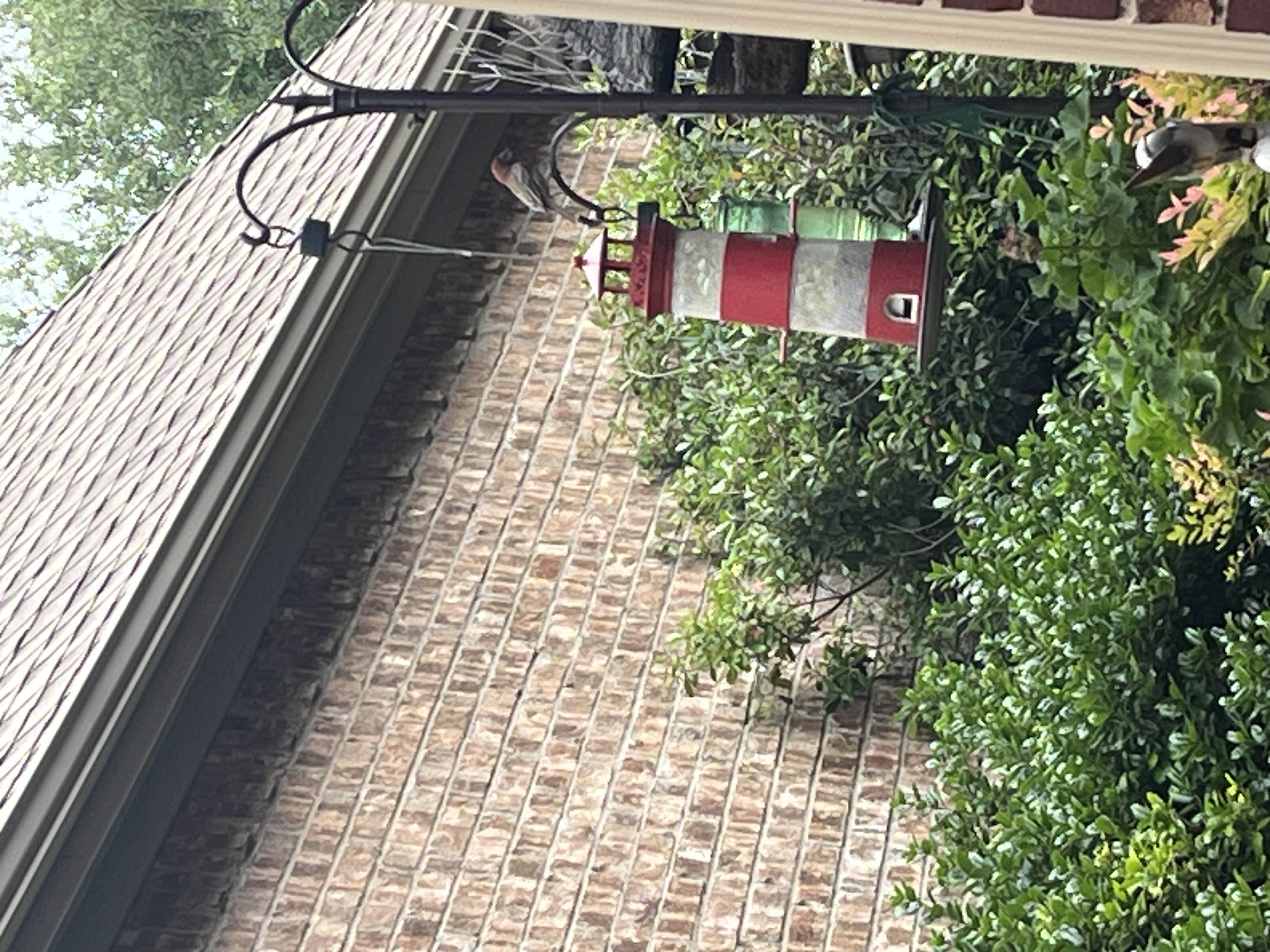 super dark house finch i saw!